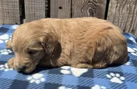 Jetty , a male Goldendoodle for sale in Ontario, OR – 3 of 4