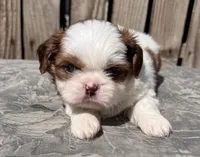 Soraf, a female Shih Tzu for sale in Ontario, OR – Photo 5 of 6