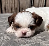 Soraf, a female Shih Tzu for sale in Ontario, OR – Photo 3 of 6