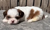 Soraf, a female Shih Tzu for sale in Ontario, OR – Photo 4 of 6