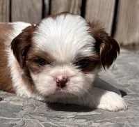 Soraf, a female Shih Tzu for sale in Ontario, OR – Photo 2 of 6
