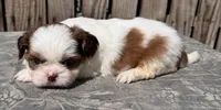Soraf, a female Shih Tzu for sale in Ontario, OR – Photo 6 of 6