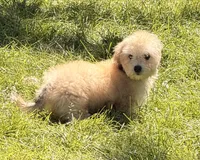 Zadie, a female Doxiepoo for sale in Ontario, OR – 2 of 8