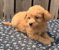 Maui, a male Poodle - Toy  and Miniature Aussiedoodle for sale in Ontario, OR – 2 of 7
