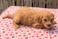 Fiji, a female Poodle - Toy  and Miniature Aussiedoodle for sale in Ontario, OR – 3 of 5