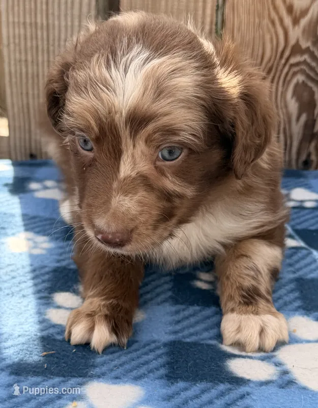 Aspen 3  – Australian Shepherd puppy for sale in Ontario, OR