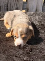 Boogie, a female Yorkshire Terrier and Miniature Dachshund for sale in Ontario, OR – 6 of 6