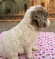 Whitney (Moyen). AKC, a female Poodle - Miniature  and Poodle - Standard  for sale in Ontario, OR – 3 of 4