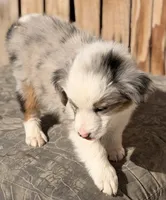 Blue, a male Miniature Australian Shepherd and Miniature American Shepherd for sale in Ontario, OR – 5 of 5