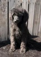 Tulip F Black, a female Poodle - Standard  for sale in Ontario, OR – 2 of 4