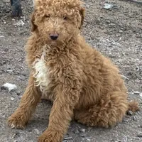 Carter AKC, a male Poodle - Multi-Colored Standard and Poodle - Standard  for sale in Ontario, OR – Photo 5 of 5