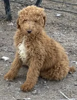 Carter AKC, a male Poodle - Multi-Colored Standard and Poodle - Standard  for sale in Ontario, OR – Photo 1 of 2