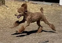 Carter AKC, a male Poodle - Multi-Colored Standard and Poodle - Standard  for sale in Ontario, OR – Photo 2 of 5