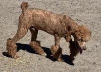 Carter AKC, a male Poodle - Multi-Colored Standard and Poodle - Standard  for sale in Ontario, OR – Photo 3 of 5