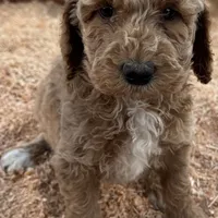 Carter AKC, a male Poodle - Multi-Colored Standard and Poodle - Standard  for sale in Ontario, OR – Photo 4 of 5