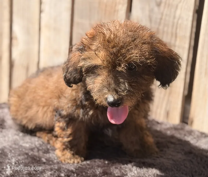 Zorro – Doxiepoo puppy for sale in Ontario, OR