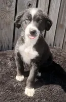 Henry, a male Australian Shepherd and Miniature Australian Shepherd for sale in Ontario, OR – 2 of 2