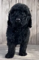 Onyx, a female Poodle - Miniature  for sale in Ontario, OR – Photo 2 of 5