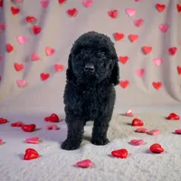 Onyx, a female Poodle - Miniature  for sale in Ontario, OR – Photo 1 of 5
