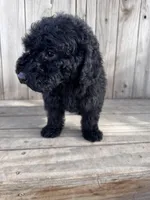Onyx, a female Poodle - Miniature  for sale in Ontario, OR – Photo 3 of 5