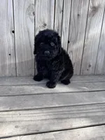 Onyx, a female Poodle - Miniature  for sale in Ontario, OR – Photo 5 of 5
