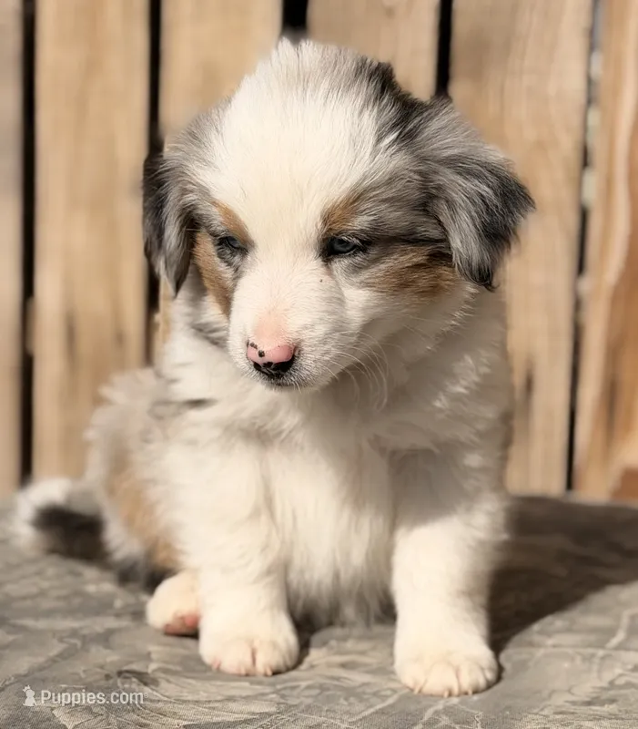 Blue – Miniature Australian Shepherd, Miniature American Shepherd puppy for sale in Ontario, OR