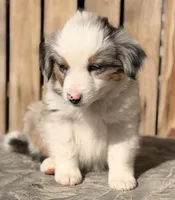 Blue, a male Miniature Australian Shepherd and Miniature American Shepherd for sale in Ontario, OR – 1 of 5