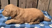 Reef, a male Goldendoodle for sale in Ontario, OR – 3 of 4