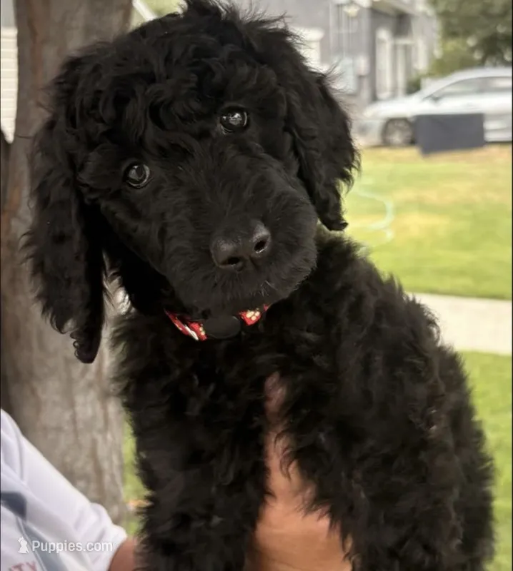 Tulip F Black – Poodle - Standard  puppy for sale in Ontario, OR