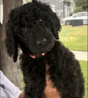Tulip F Black, a female Poodle - Standard  for sale in Ontario, OR – 1 of 1