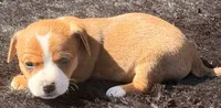 Squatch, a male Yorkshire Terrier and Miniature Dachshund for sale in Ontario, OR – 2 of 4