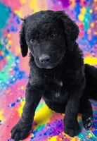 Rustler, a male Goldendoodle for sale in Ontario, OR – 2 of 2