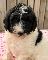 Shasta (Moyen) AKC, a female Poodle - Miniature  and Poodle - Standard  for sale in Ontario, OR – 2 of 2