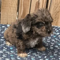 Muffin, a male Miniature Schnauzer and Schnoodle for sale in Ontario, OR – 4 of 4