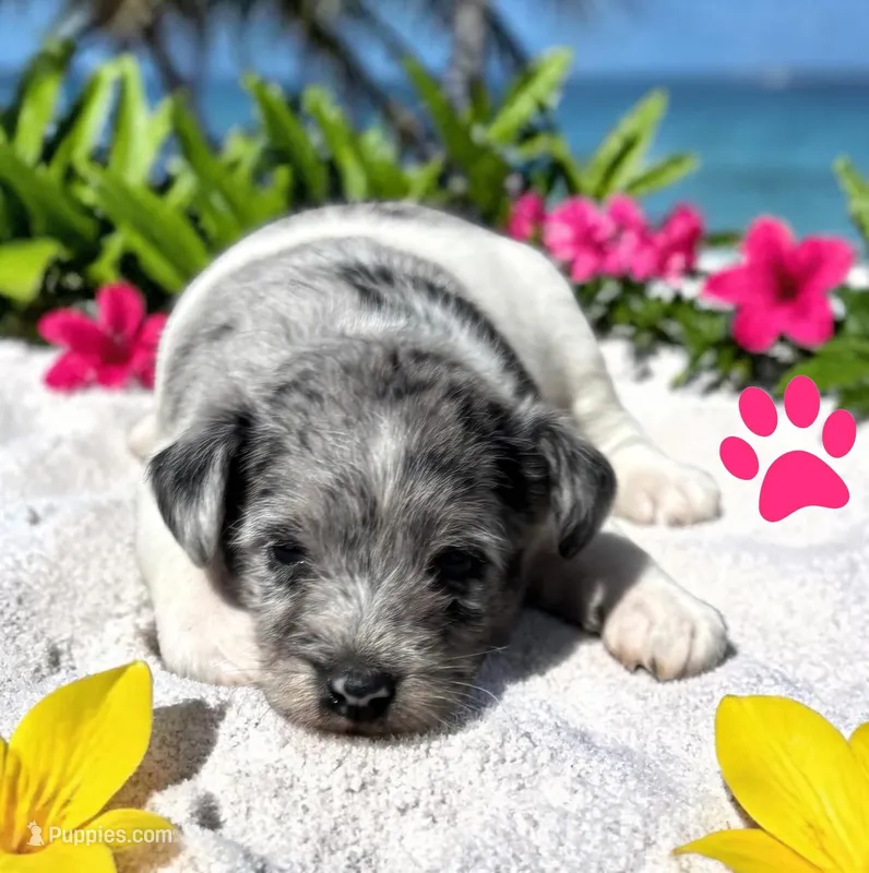 Sierra, a female Schnoodle for sale in Ontario, OR – Photo 1 of 1