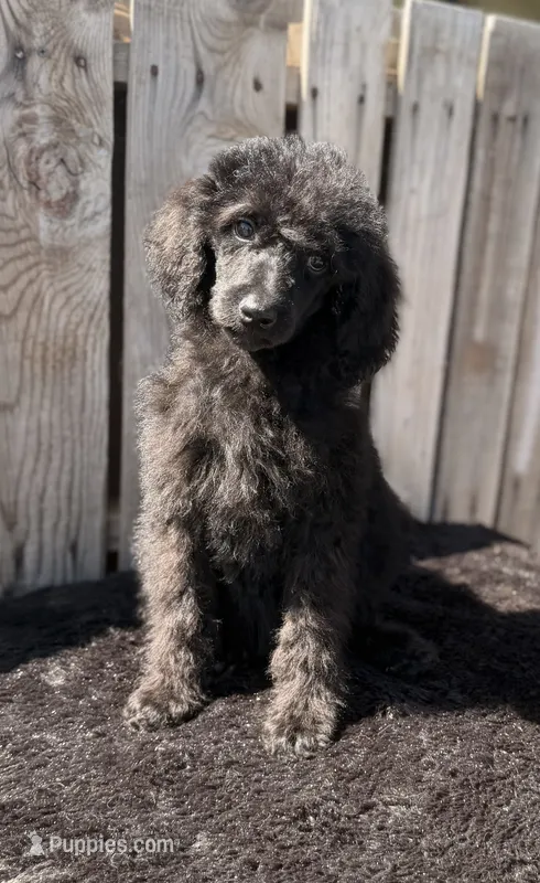 Tulip F Black – Poodle - Standard  puppy for sale in Ontario, OR