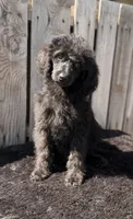Tulip F Black, a female Poodle - Standard  for sale in Ontario, OR – 1 of 4
