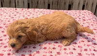 Fiji, a female Poodle - Toy  and Miniature Aussiedoodle for sale in Ontario, OR – 4 of 5