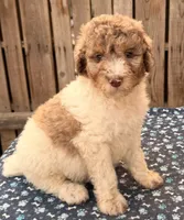 Baldy (Moyen). AKC , a male Poodle - Miniature  and Poodle - Standard  for sale in Ontario, OR – 3 of 4