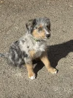 Colt, a male Australian Shepherd for sale in Ontario, OR – Photo 4 of 4