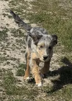 Colt, a male Australian Shepherd for sale in Ontario, OR – Photo 2 of 4