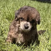 Tinker, a female Poodle - Miniature  for sale in Ontario, OR – 2 of 3
