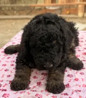 Sierra (Moyen). AKC , a female Poodle - Miniature  and Poodle - Standard  for sale in Ontario, OR – 2 of 5