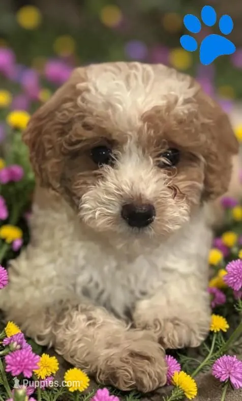 Ray – Poodle - Miniature , Poodle - Standard  puppy for sale in Ontario, OR