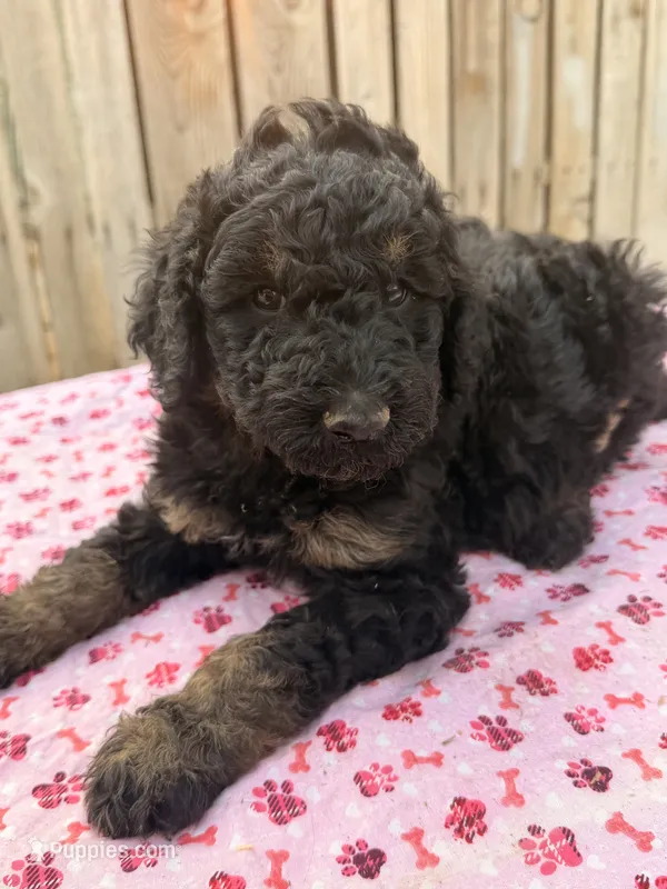 Sierra (Moyen). AKC  – Poodle - Miniature , Poodle - Standard  puppy for sale in Ontario, OR