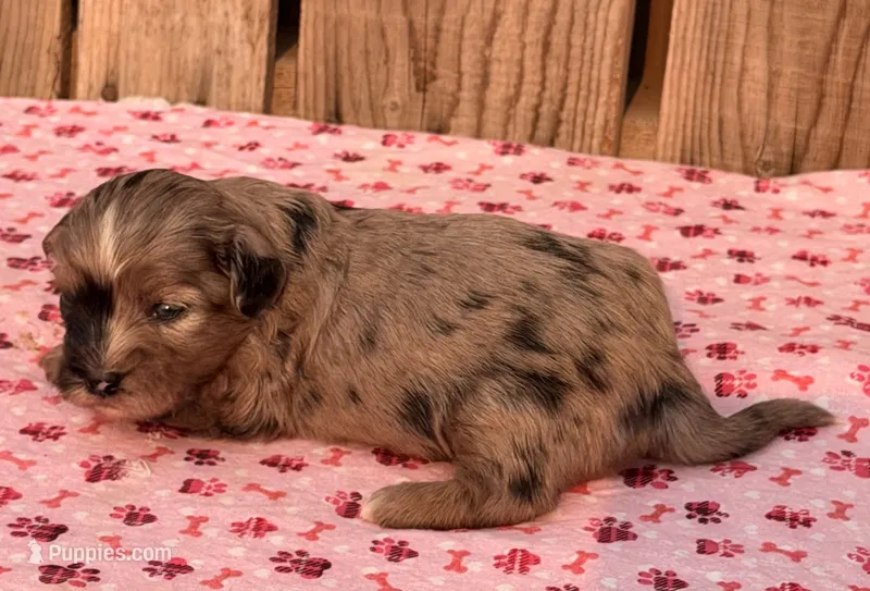 2 – Havapoo puppy for sale in Ontario, OR