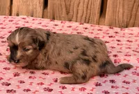 2, a female Havapoo for sale in Ontario, OR – 1 of 4