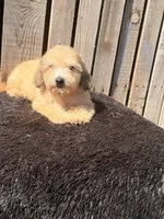 Zeke, a male Doxiepoo for sale in Ontario, OR – 2 of 8