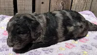 Coral, a female Goldendoodle for sale in Ontario, OR – 2 of 4