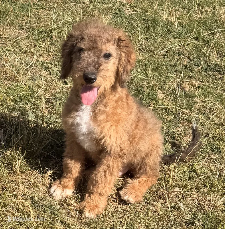 Flint – Miniature Australian Shepherd, Miniature Bernedoodle puppy for sale in Ontario, OR